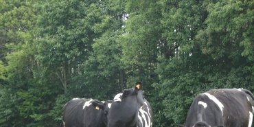 Les vaches...