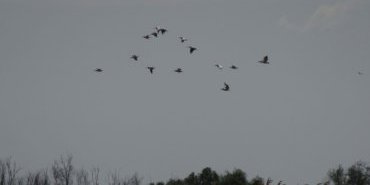 Flight of Pelicans