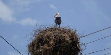 Cigognes