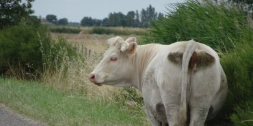 Une vache sur la route