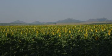 Tournesols devant les collines