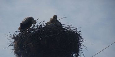 The stork family is grooming!