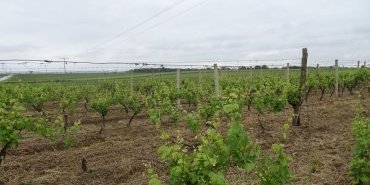 Campagne Croate