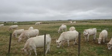 Les vaches regardent passer les vélos