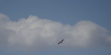 Flight of Pelicans