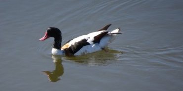 Un habitant du marais