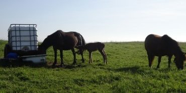 Chevaux curieux