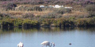 Marais salants vers Olhao