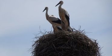 Les bébés cigognes sont grands maintenant