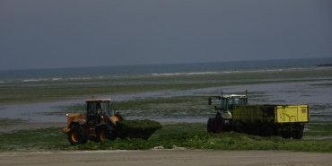 Ramassage des algues vertes à Saint-Michel de la mer