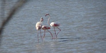 Flamants roses