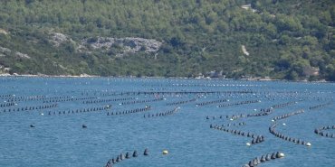élevages d'huitres et coquillages
