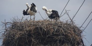 Famille de cigognes