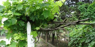 Trellises and flowers all along the street