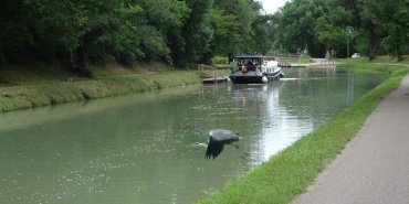 a rare success in photographing a heron