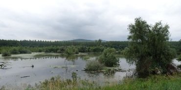 Le marais qui longe le Danube