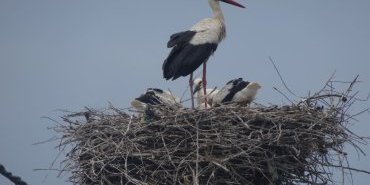 Famille de cigognes