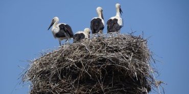 Les bébés cigognes sont grands maintenant
