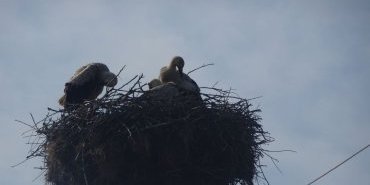 La famille cigogne fait sa toilette !