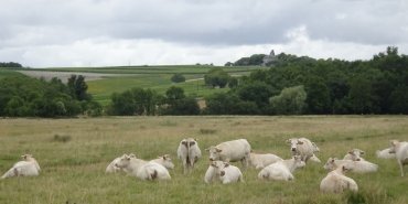 Des vaches