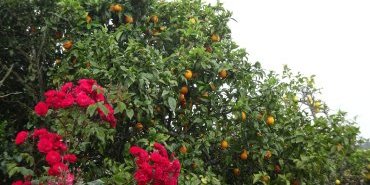 premières oranges vues dans un jardin