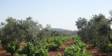 Vignes au milieu d'oliviers