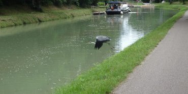 a rare success in photographing a heron