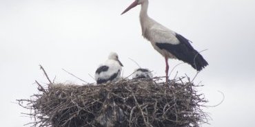 Cigogne