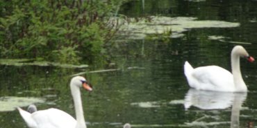 Tentative de prendre les oiseaux au téléobjectif
