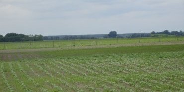 Rich Hungarian countryside