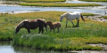 Horses in the marsh