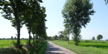 Chemin agréable au milieu des rizières