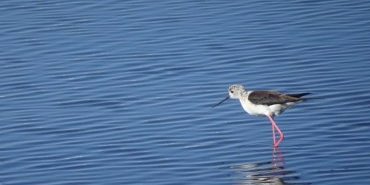 Marais salants vers Olhao