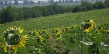 Sunflowers towards the Danube