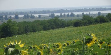 Tournesols vers le Danube