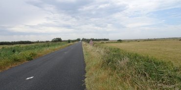 The road in the marsh