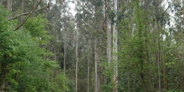 Forêt d'Eucalyptus
