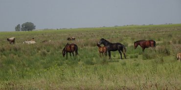 Chevaux sauvages