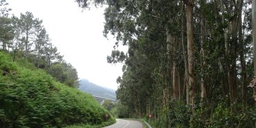 La route bordée d'eucalyptus