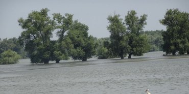 Cigogne contemplant le Danube en crue