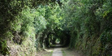 A tunnel of green