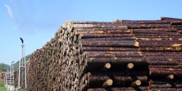 Le bois arrosé… comme dans les Landes après la tempête ?