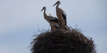 Baby storks are grown up now
