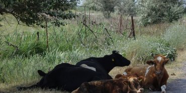 Les vaches se protègent déjà du soleil